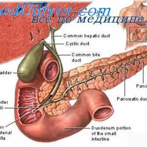 Cholesterol a žlučové kameny. Sekrece dvanáctníku