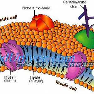 Buněčná membrána. Struktura buněčné membrány