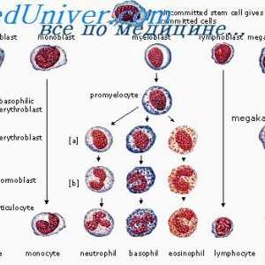 Diferenciace plazmoblasta. I non-lymfoidní buňky