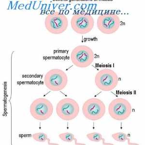 Regulace spermatogeneze. dozrávání spermií
