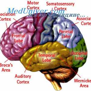Sdělení mozkové kůry s ostatními odděleními. Specifické oblasti mozkové kůry
