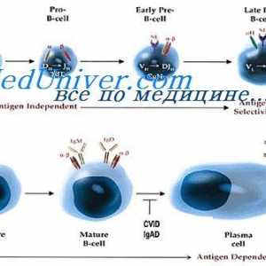 Trvání mRNA protilátky. Vliv na syntézu mRNA imunoglobulinu