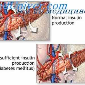 Účinek inzulinu na metabolismus sacharidů. Výměna glukózy inzulínem