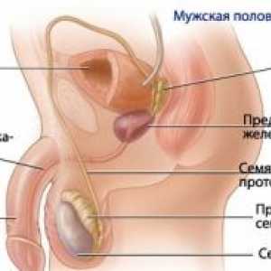 Fyziologie mužského reprodukčního systému
