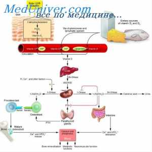 Fyziologie vitaminu D. Efekty a role vitaminu D