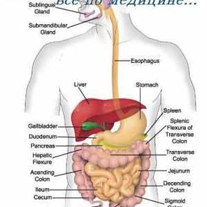 Fyziologie gastrointestinálního traktu. Činnost motoru gastrointestinálního traktu