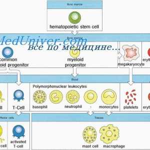 Tvorba imunity v plodu. novorozenecká lymfopoéze