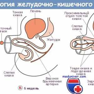 Ventrální okruží embryo. fetální slezina