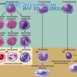 Přirozená imunita. Získaná nebo adaptivní imunita