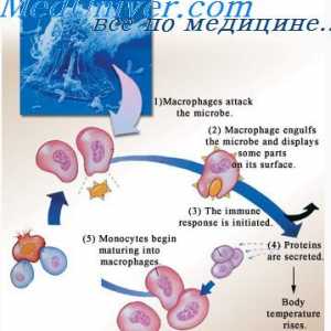 Typy adaptivní imunity. Lymfocytů v získané imunity