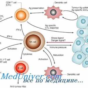 Tvorba nk-fetální imunitní buňky. T-lymfocytů funkce imunity
