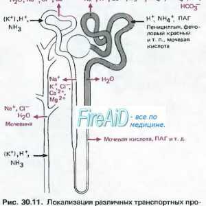 Fyziologie nefronu. Kortikální nefronů a juxtamedullary