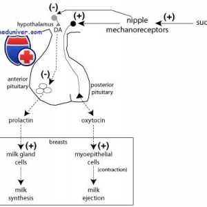 Prolaktin funkce. Syntéza a analýza