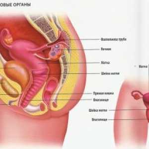 Fungování ženského reprodukčního systému u dětí