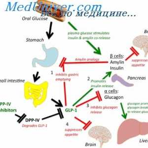 Gastrointestinální peptidy: regulační a hormonální