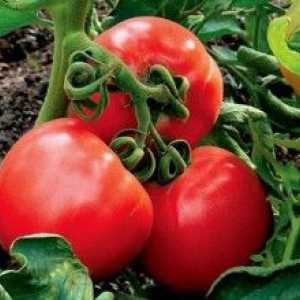 Genetika rajčata