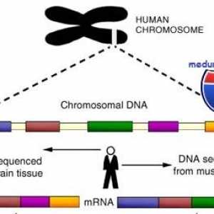 Geny a lidský chromozom. struktura