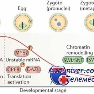 Mateřské efekt geny. Kódování proteiny oocytu