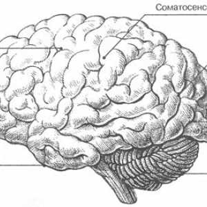 Mozek: vnější charakteristiky
