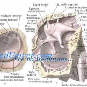 Čočka embrya. Vzdělávání a objektiv vývoj plodu