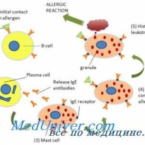 Imunoglobulinu E (IgE) a eosinofilů v alergických reakcí
