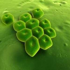 Infekce způsobené Acinetobacter: léčba, příznaky
