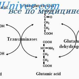 Esenciální a neesenciální aminokyseliny. Použití proteinu pro energetických potřeb