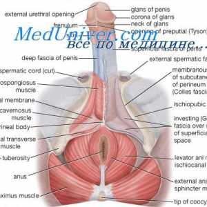 Regulace sexuálních funkcí mužského těla. Hormonu uvolňujícího gonadotropin