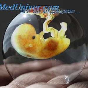 Změny v děloze během implantace. Struktura placenty