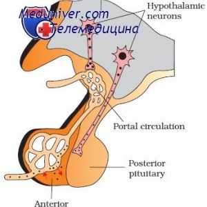 Jádra hypothalamus ovlivňuje hypofýzu. Adenogipofizotropnaya zóna