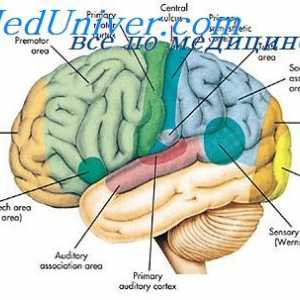 Oblasti Asociace mozkové kůry. Fyziologické části mozku