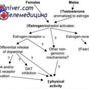 Ovariální steroidogeneze. Teorie dvěma buňkami dvou gonadotropinů
