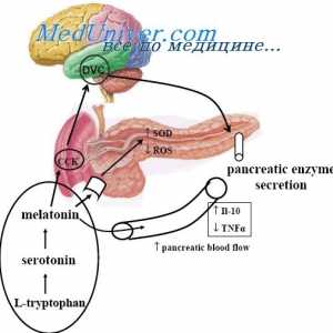 Účinky cholecystokinin-pankreozymin. Účinek cholecystokininu na trávicí systém