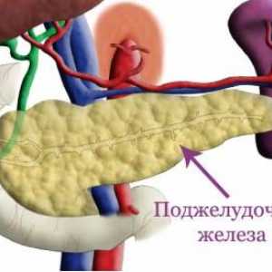 Exokrinní funkce pankreatu