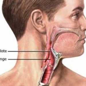 Epiglotitida: léčba, symptomy, diagnóza, příčiny