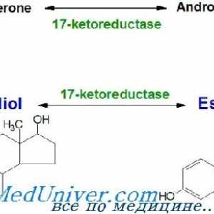 Syntéza estrogenu, metabolismus. estrogenové receptory