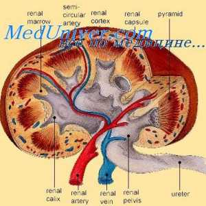 Role glomerulotubulyarnogo ledvin mechanismus. Úloha reninu v regulaci funkce ledvin