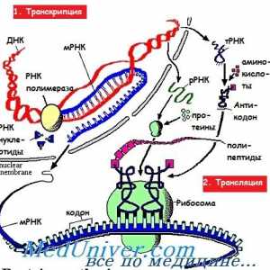 Etapy translace mRNA během syntézy proteinů