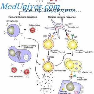 Etapy interakce imunitních buněk. Hypotéza ze dvou fází