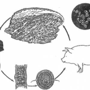Jak vepřové tasemnice infekce (teniasis), když jíst maso?