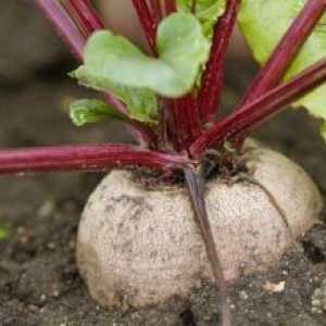 Jak pěstovat cukrovou řepu semena v zahradě?
