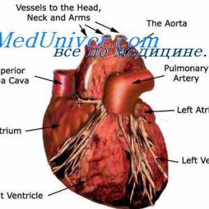 Externí regulace funkce čerpací srdce. Autonomní regulace srdeční