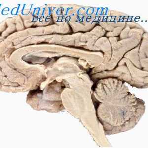 Neurohumorální regulace mozkové aktivity. Neurohormonální systémy lidského mozku