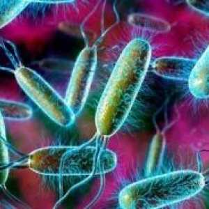 E. coli: léčba, příznaky, příčiny, příznaky