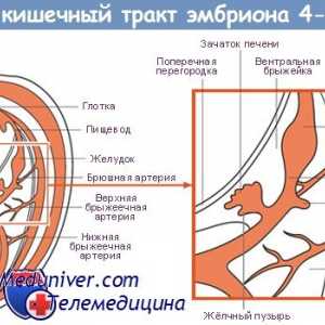 Formování žaludku. embryo žaludek
