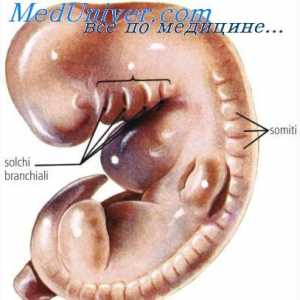 Střeva embrya. Urogenitální systém embrya