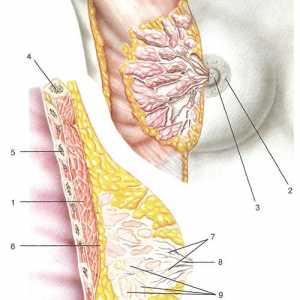 Klinická anatomie hrudní stěny a fasiy pórovitých