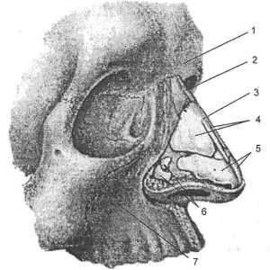 Klinická anatomie nosu a vedlejších nosních dutin