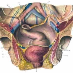 Klinická anatomie konečníku