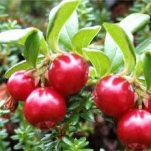 Cranberry, struktura, ovoce a semena, výhonky (stonek a listy), kořenový systém